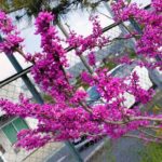 虫さんが多くなる季節がやってきた。共存共栄はなかなか難しいね。