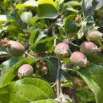 思ってる以上に農業は大変だ！