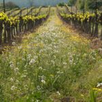 雑草は生命力が強いね