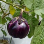 先祖を送る湯浅なすといちごキャンディー