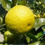 人間には、少しの毒がちょうどいい