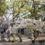 「月極さん」という大富豪がいると思ってました。56歳、鮭とサーモンの真実に震える。